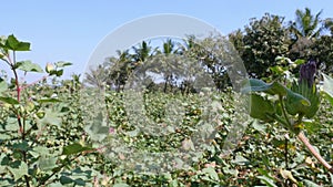 A broad view of the village`s farms in which cotton is grown