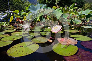 Broad view of a water lily pond nursery