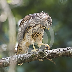 Broad Wing Hawk vs Wasp