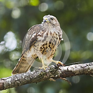 Broad Wing Hawk vs Wasp