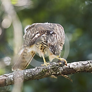 Broad Wing Hawk vs Wasp