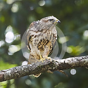 Broad Wing Hawk vs Wasp