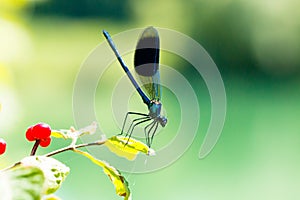 Broad-winged Damselfly, Dragonfly