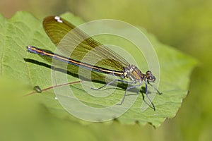 A broad-winged damselfly. on the leaf.