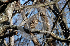Broad-winged hawk