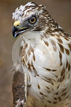 Broad-winged Hawk