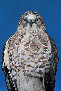 Broad-winged Hawk