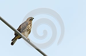 Broad winged hawk against light blue open sky. photo