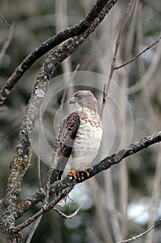 Broad-winged hawk bird sits perched in the forest