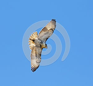 The broad-winged  hawk  on the blue sky background photo