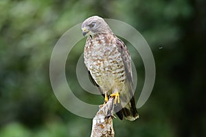 Broad-winged Hawk Buteo platypterus photo