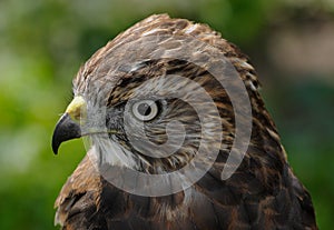 Broad-winged Hawk (Buteo platypterus) Head