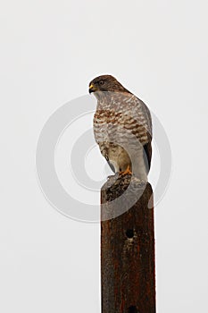 Broad-winged Hawk - Buteo platypterus sitting on the stake, medium-sized bird of prey, distributed over North America, migrate