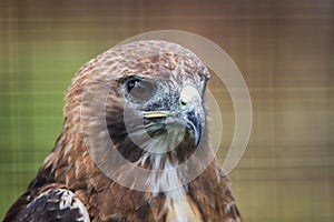 Broad-winged Hawk closeup against green background