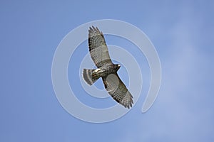 Broad-winged Hawk In Flight