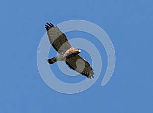 Broad-Winged Hawk in Flight