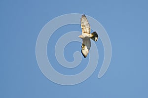 Broad-Winged Hawk Flying in a Blue Sky