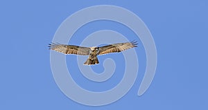 The broad-winged  hawk flying in a blue sky