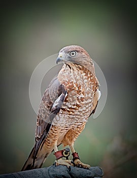 Broad-winged Hawk ob handlers glove photo