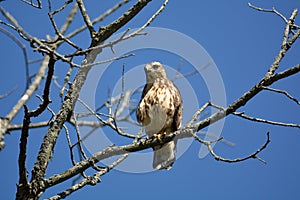 Broad-winged hawk sits perched in a tree