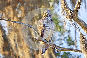Broad-winged Hawk On A Tree At Sunrise photo