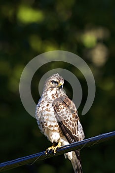 Broad-winged Hawk on Wire   702543