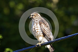 Broad-winged Hawk on Wire   702539 photo