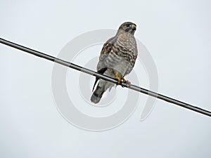 Broad Winged Hawk on wire with white background