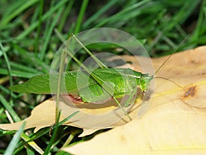 Broad-winged Katydid (Microcentrum rhombifolium) photo