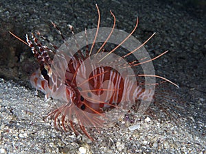 Broadbarred firefish