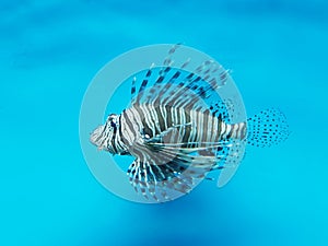 Broadbarred firefish (Pterois antennata)