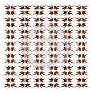 Broadbarred firefish, Pterois antennata, in repeated pattern photo