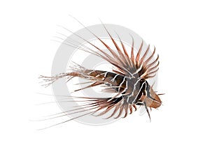 Broadbarred firefish, Pterois antennata,