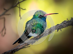 Broadbill Hummingbird Yellow Background photo