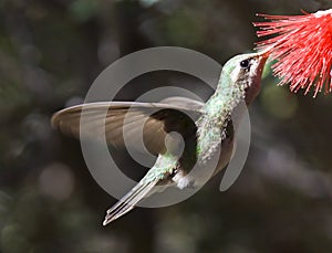 Broadbilled Refueling in Flight