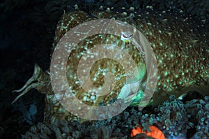 Broadclub Cuttlefish