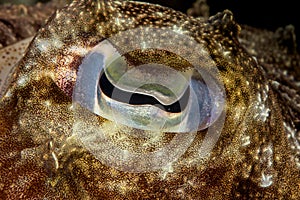 broadclub cuttlefish eye