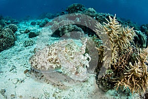 Broadclub Cuttlefish Hovering Over Seafloor