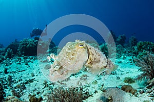Broadclub Cuttlefish Hovers Over Seafloor photo