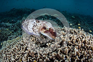 Broadclub Cuttlefish Laying Eggs in Reef