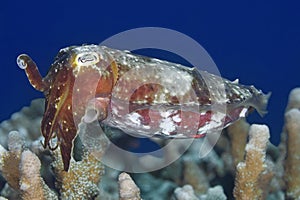 Broadclub Cuttlefish, Sepia latimanus