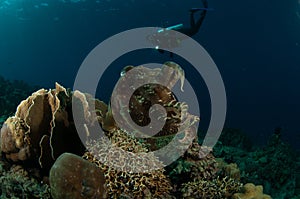 Broadclub cuttlefish Sepia latimanus in Gorontalo, Indonesia underwater photo