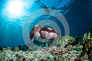 Broadclub cuttlefish Sepia latimanus and Mushroom leather sponge Sarcophyton sp. in Gorontalo, Indonesia underwater photo.