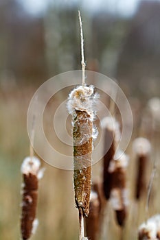 Broadleaf cattail