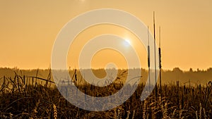 Broadleaf cattail silhouette at sunrise over a pond. Typha latifolia