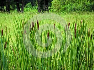 Broadleaf Cattails - Typha latifolia L