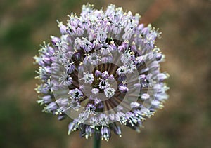 Broadleaf flowering leek