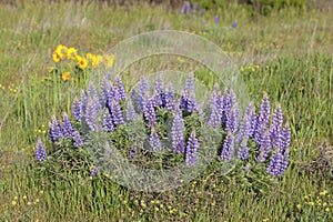 Broadleaf Lupine Flowers Blooming in Spring