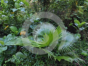 broadleaf plant from Sulawesi, the leaves are usually used as traditional roofs photo