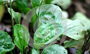 Broadleaf plantain